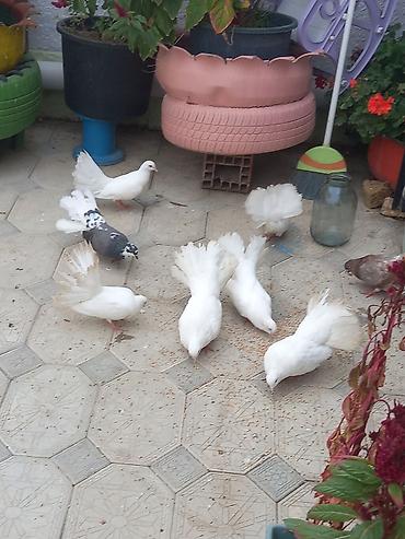 9 ededi anali balalidi oz heyetimdededi oz qusdarimin balalridi unvan lalafo.az -da 9 ededi anali balalidi oz heyetimdededi oz qusdarimin balalridi unvan