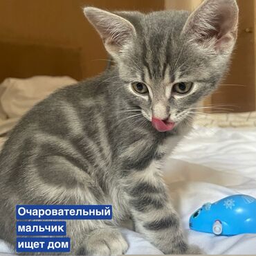 cuce ve xoruz: Табби, Самец, В добрые руки