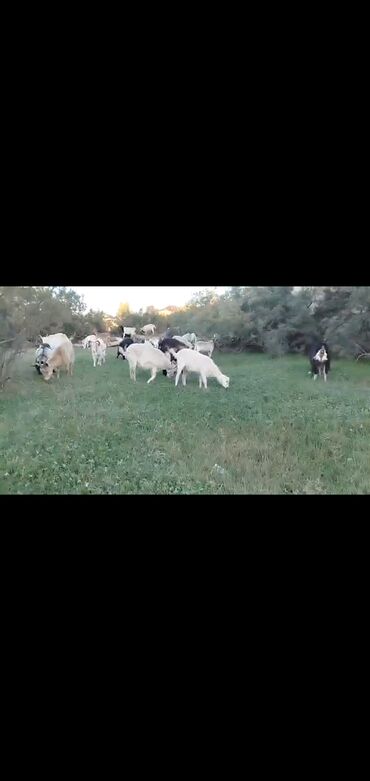 немецкие овчарки щенки купить: Məhsul: Keçi sürüsü Təsvir: - Şəkillərdə müxtəlif rəng və ölçüdə (ağ