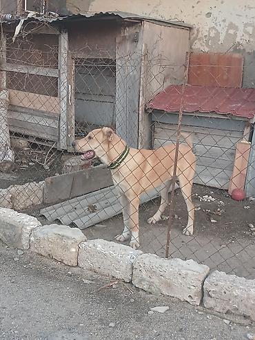 kankal itleri: Qafqaz çoban iti, 7 ay, Erkək — 1