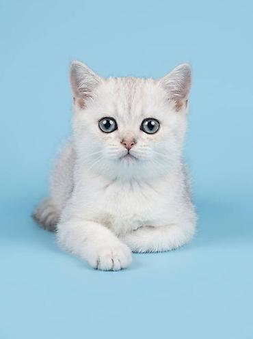 Продажа кошек: Скотиш Страйт (Шотландская прямоухая), 4 месяца, Девочка, Серебристая шиншилла — 1