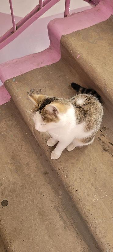 пародистые кошки: Девочка — 5