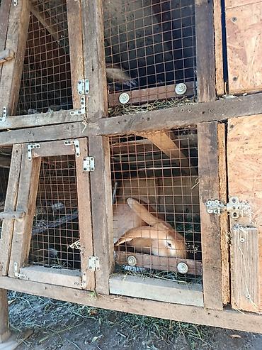 хомяк коины: Продаю | Крольчиха (самка), Кролик самец, Крольчата — 8