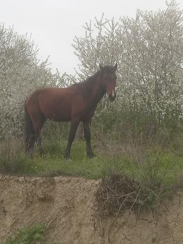 Atlar: Erkək, il: 5, Ünvandan götürmə — 11