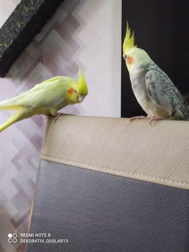 Tutuquşları: SALAM ENDİRİMLƏRƏ DAVAM. 💥🔥.HAZIR DANIŞAN QUŞLAR SATILIR!!!!!! Yaş — 21