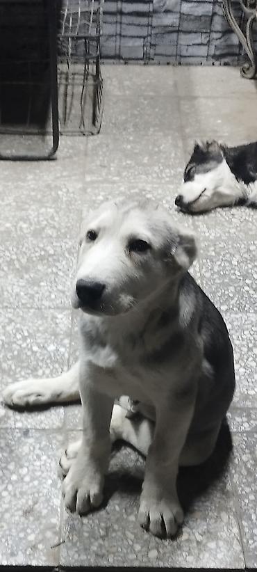 Продажа собак: Алабай, 3 месяца, Самец, С прививкой — 8