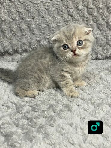 сибирская кошка черно белая: Шотландские вислоухие котята