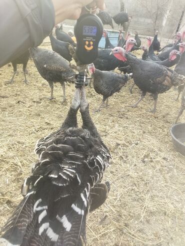 Индюки: Продаю | Индюк (самец) | Полукровка | На забой | Племенные — 17