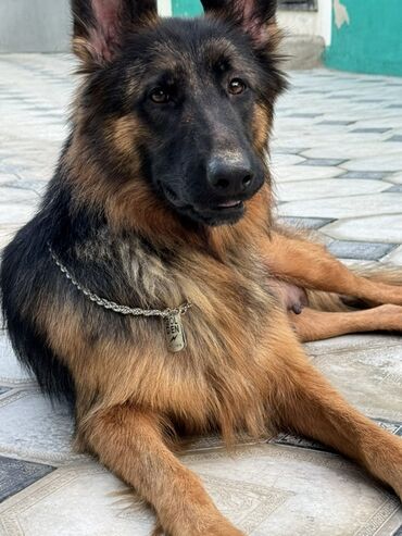 купить щенка кане корсо: Немецкая овчарка, 1 год, Самка