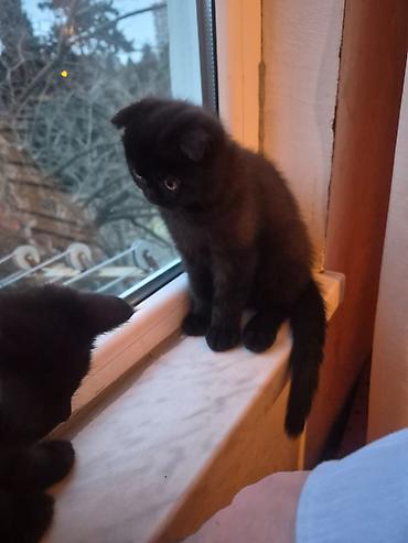 Pişiklər: Şotland yastı qulaq, Erkək, Dişi, Yaxşı əllərə, Ünvandan götürmə, Pulsuz çatdırılma, Ödənişli çatdırılma — 6