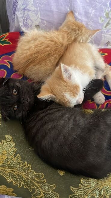 русская серая кошка: Котята домашние - Окрас: один полностью чёрный, два рыже-белых