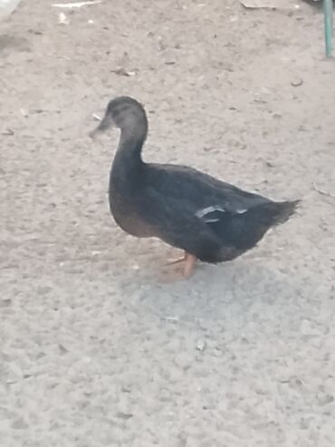 Ördəklər: Satılır: ördək sürüsü - Növlər və rənglər: ağ, qara, boz, qəhvəyi və — 6