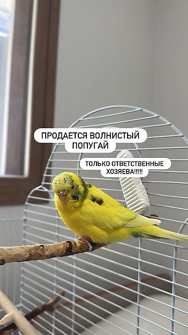 продам птицу: Продаётся волнистый попугай. Яркий жёлтый окрас с тёмными отметинами — 1