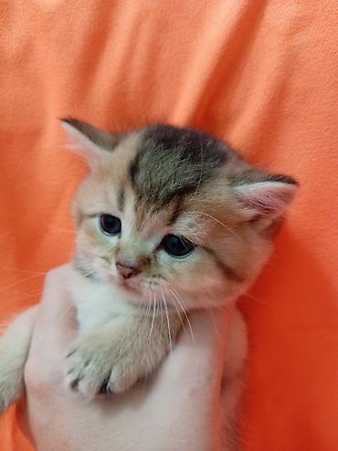 котята персидские: 🐾 ЗОЛОТЫЕ ШОТЛАНДСКИЕ КОТЯТА В ПРОДАЖЕ 🐾 Предлагаются к продаже — 4