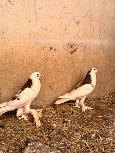 Göyərçinlər: Məhsul: Qanadlı ev heyvanı – saqqallı, lələkləri ayaqlı bəzəkli — 2