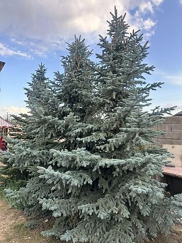 подар: Ель голубая (Picea pungens, «Blue Spruce») для озеленения участка. - — 1