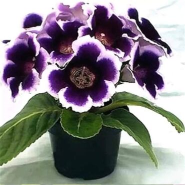 Semena i sadnice: Cena 650din / 5semenki — 1