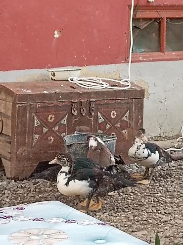 müşk ördəyi: LAL ORDEK BALALARI 2-3 AYLIQ UNVANDAN GÖTURMEDİ 6 DENE — 2