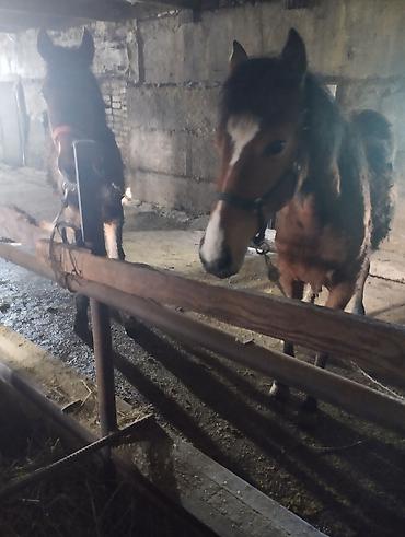 Лошади, кони: Продаю | Кобыла (самка) | Рабочий | Мерин — 6