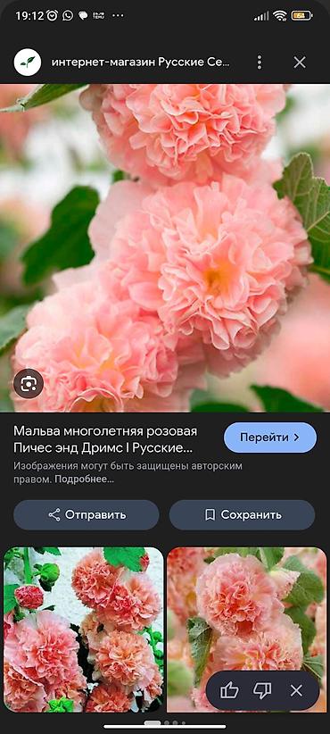 Роза: Саженцы садовых роз (кустарниковые/чайно-гибридные, флорибунда) — — 22