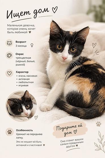 черепаховая кошка: Кошка даром: Беспородная, 3 месяца, Девочка, Приучена к лотку — 1