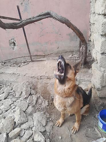 İtlər: Alman çoban iti, 3 il, Dişi, Ünvandan götürmə — 3