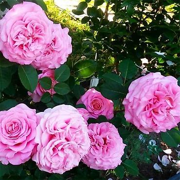 Другие садовые цветы и кустарники: Предлагаем саженцы роз разного возрастаплетистые,кустовые,цены — 13