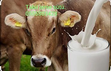 damla su sifarisi: Məhsul: Təbii Jersey inək südü. Qiymət 1l-1.2 m Təsvir: - Jersey — 1