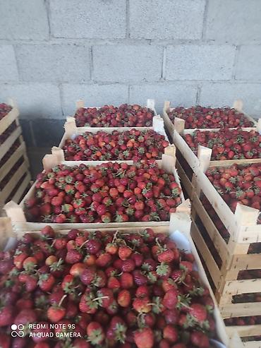 Малина: Малина Платная доставка — 10