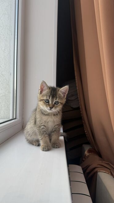 куплю шотландского вислоухого котенка: Продаю кошечку девочка 💫 Порода шотландская Родилась 27 апреля ей