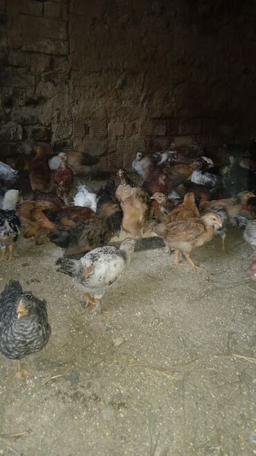 животные птицы: Продаю | Цыплята | Кучинская | Для разведения