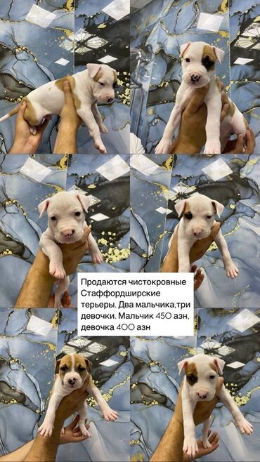 it pişik: Pitbul, 1 ay, Erkek, Ünvandan götürmə