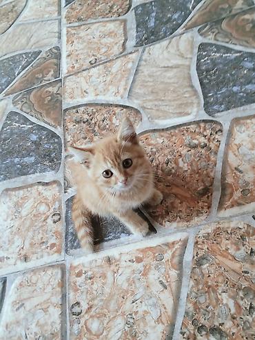 sarı pişik: Ünvandan götürmə — 3