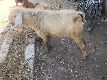 çəpişlər: Salam Damazlıq Hələb 1 il 8 aylığ — 5