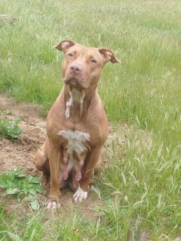 it balaları satilir: Pitbul, 1 ay, Dişi, Peyvəndli, Ünvandan götürmə
