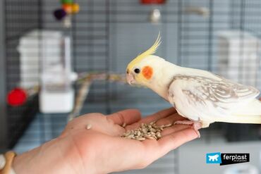 зоомагазин бишкек птицы: Продаю попугая Кореллу в хорошие руки 😇вместе с большой клеткой !Всё