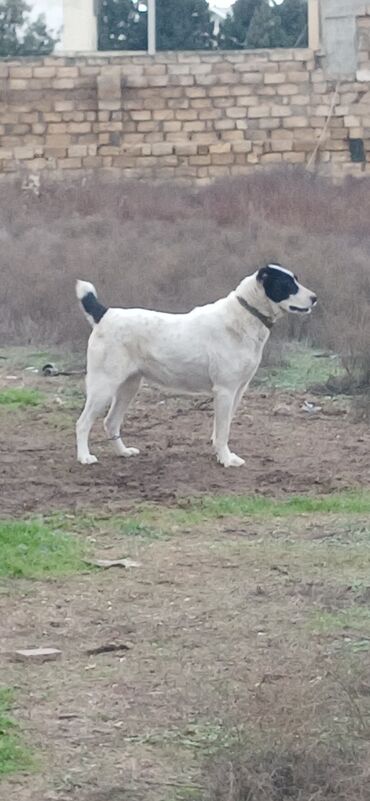 İtlər: Alabay, 1 il, Dişi, Peyvəndli, Ödənişli çatdırılma — 3