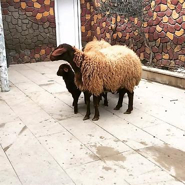 Qoyunlar, qoçlar: Qoyun və quzu dəsti - Növ: Yerli ətlik/yunlu qoyunlar - Tərkib: 2 ana — 5