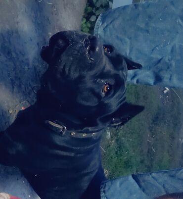 Продажа собак: Щенки Кане корсе - Порода: Кане корсе (коренастые, складчатая — 6