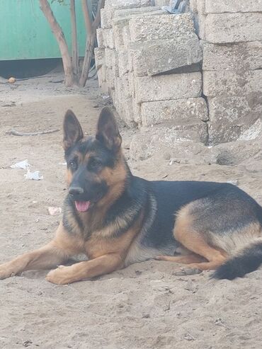 İtlər: Alman çoban iti, 1 ay, Erkek, Ödənişli çatdırılma — 9