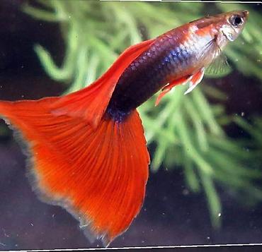 кобыла самка: ||1 шт 50 сом || Гуппи (Poecilia reticulata) — яркие живородящие — 3