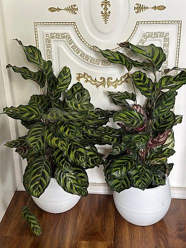 Бөлмө өсүмдүктөрү: Пахира 
Рость:1м 80см
Цена:5500 — 2