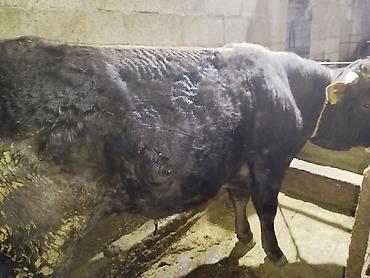 Коровы, быки: Продаю | Бык (самец) | На забой — 6