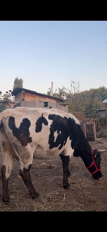 куплю козу на молоко: Продаю | Корова (самка) | Для молока | Привязанные — 4