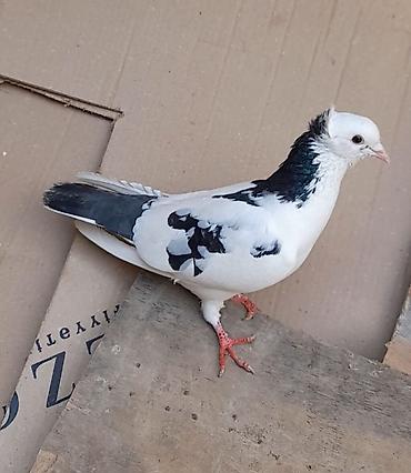 Göyərçinlər: 2 side erkeydi 12 14 tukduler — 5