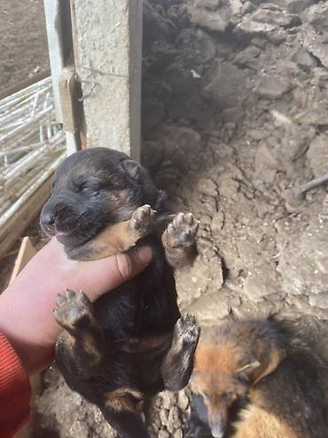 Отдам даром собаку: Щенки от собаки овчарочного типа. - Окрас: классический чёрно-рыжий у — 9