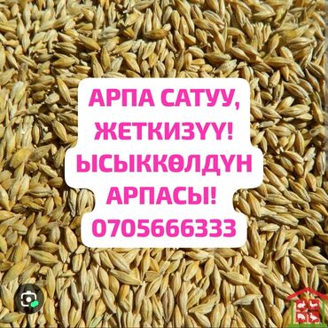 сколько стоит малина за 1 кг: Семена: Ячмень