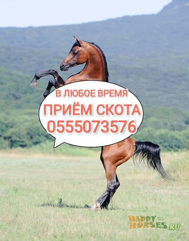 продам хряка: Куплю | Коровы, быки, Лошади, кони, Другие с/х животные | Круглосуточно, Любое состояние, Забитый