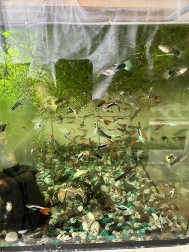 капченая рыба: Продаю аквариум 50л со всем оборудованием и рыбками. Рыбки гуппи около