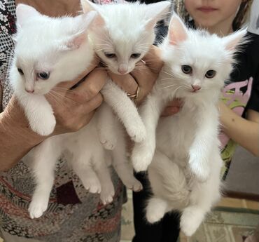 Кошки: Ангорская, 1 месяц, Девочка, Белый